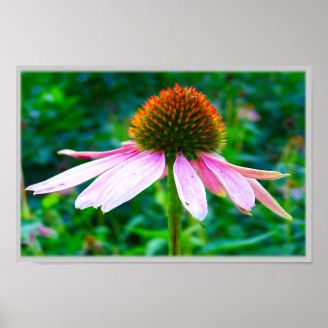 Pink Petals Poster (Front)