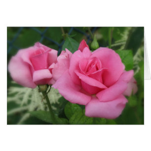 Pink Petals - Roses