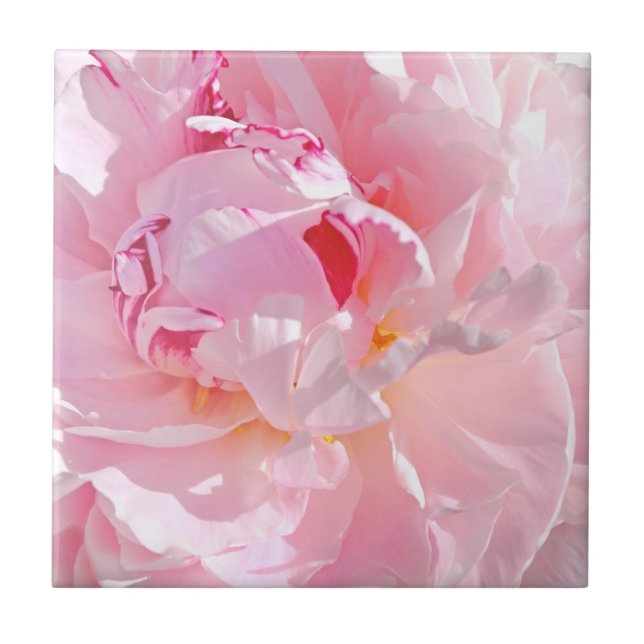 pink petals tile (Front)