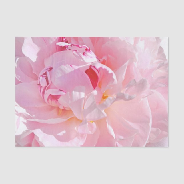 pink petals tissue paper (Front)