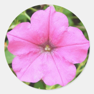 Pink Petunia Classic Round Sticker