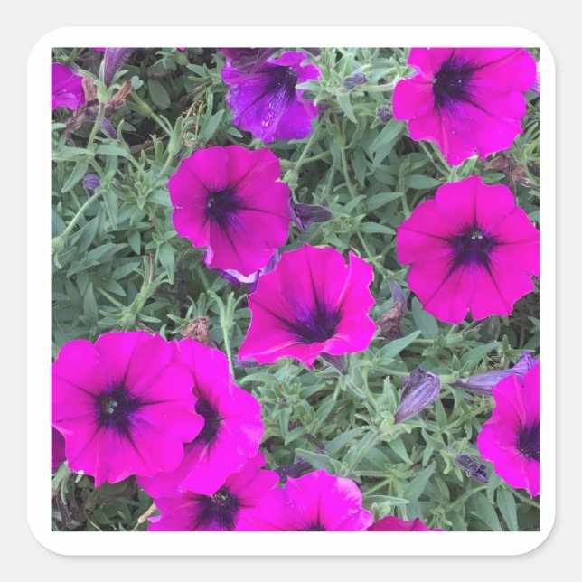 Pink Petunia Closeup Sticker (Front)