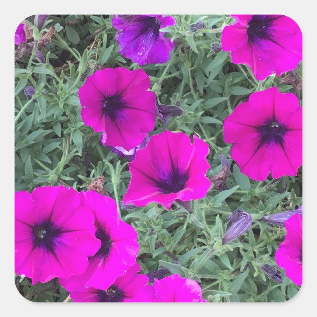 Pink Petunia Closeup Sticker (Front)
