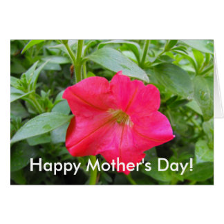 Pink Petunia Flower