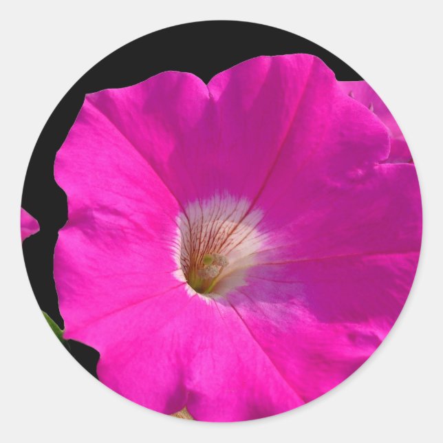 pink petunia flower classic round sticker (Front)