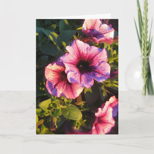 Pink Petunia Flower Garden Card (Front)