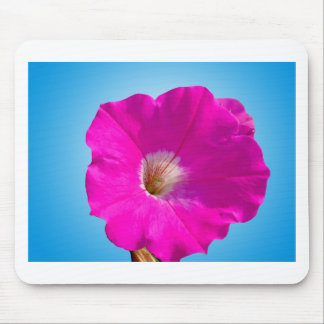 pink petunia flower in blue background. mouse pad