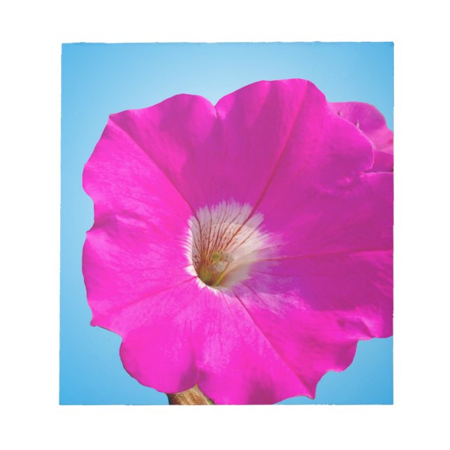pink petunia flower in blue background. notepad (Front)