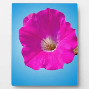 pink petunia flower in blue background. plaque