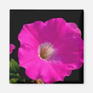 pink petunia flower magnet