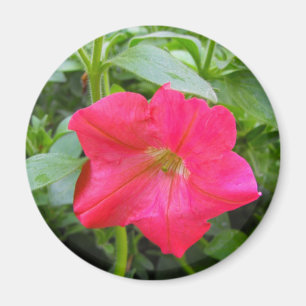 Pink Petunia Flower Magnet