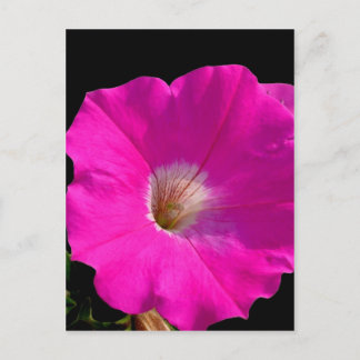 pink petunia flower postcard