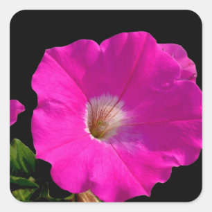 pink petunia flower square sticker