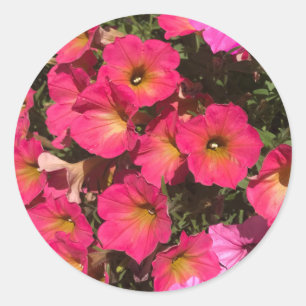 Pink Petunia Flowers Springtime Classic Round Sticker