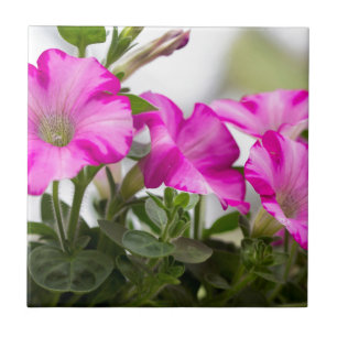 Pink Petunia Passion Tile
