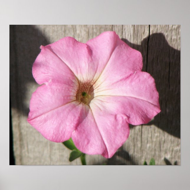 Pink Petunia Poster (Front)