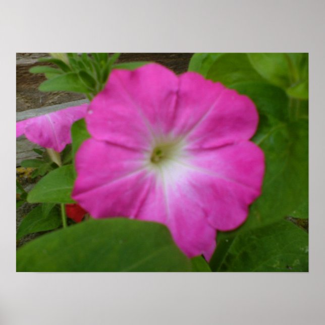 Pink Petunia Print (Front)