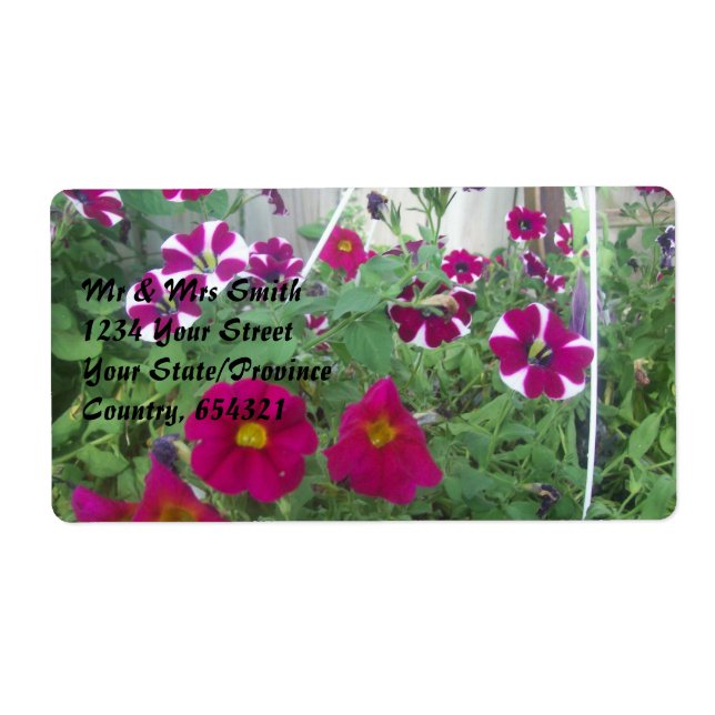 Pink Petunias (Front)