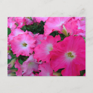 Pink petunias postcard
