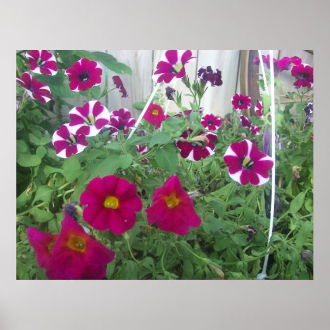 Pink Petunias Poster (Front)