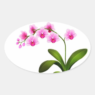 Pink Phalaenopsis Orchid Flowers Stickers