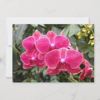 Pink Phaleonopsis Invitation