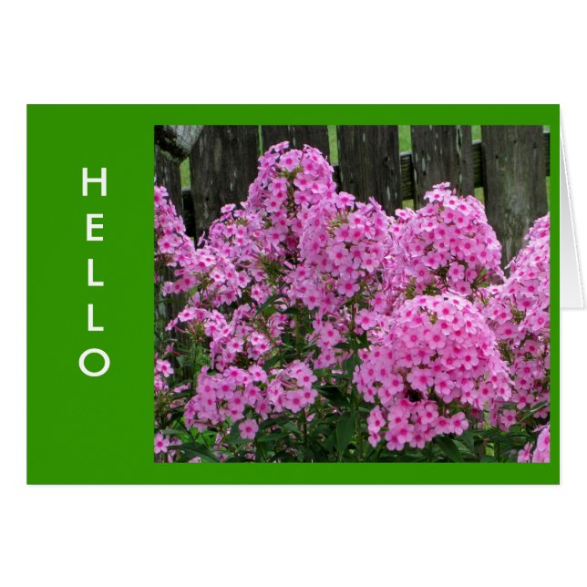 Pink Phlox and Fence (Front Horizontal)