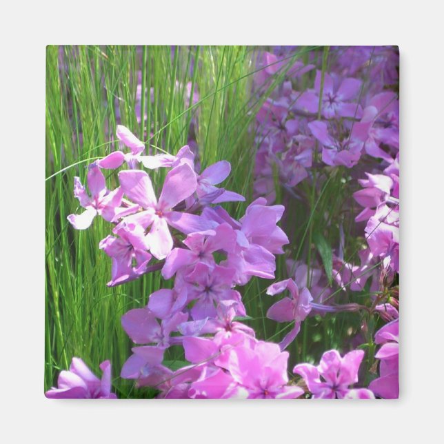 Pink Phlox and Grass Summer Floral Magnet (Front)