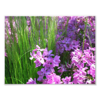 Pink Phlox and Grass Summer Floral Photo Print