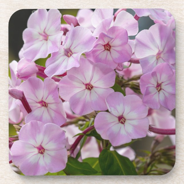 Pink Phlox Coaster (Front)