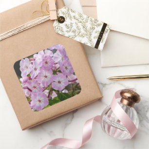Pink Phlox Flower, Canadian Photography Square Sticker