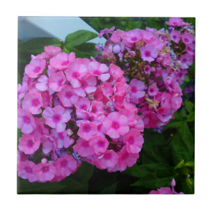 Pink Phlox Tile