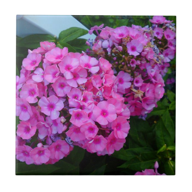Pink Phlox Tile (Front)