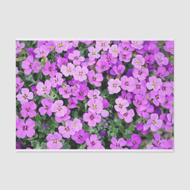 Pink Phlox Tissue Paper (Front)