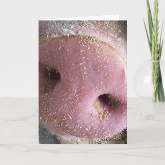 Pink Pig nose close up photograph Card (Front)
