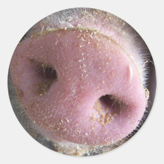 Pink Pig nose close up photograph Classic Round Sticker
