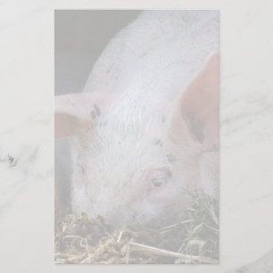 Pink pig photo stationery