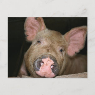 Pink Piglet Postcard