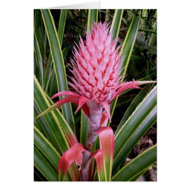 Pink Pineapple (Front)