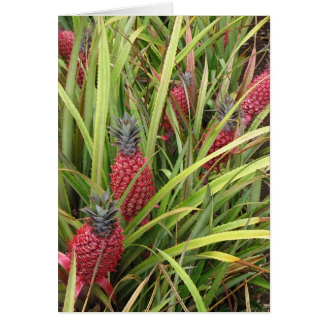 Pink Pineapple (Front)