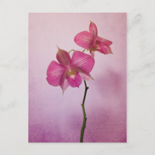 Pink Pink Orchid Blossoms Postcard