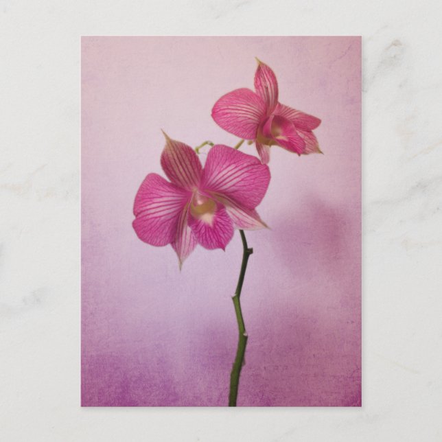 Pink Pink Orchid Blossoms Postcard (Front)