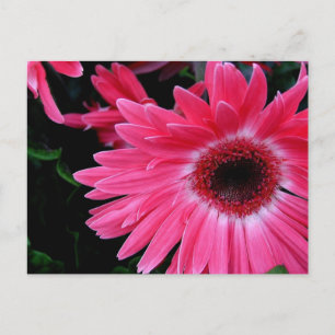 Pink Pinwheel Postcard