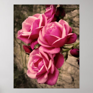 Pink Pirouette Roses Poster
