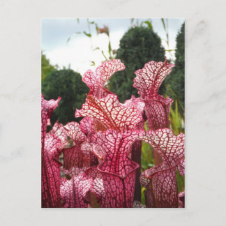 Pink Pitcher Plant Postcard