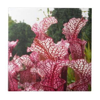 Pink Pitcher Plant Tile