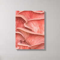 pink pleuroses