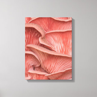 pink pleuroses canvas print