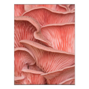 pink pleuroses photo print