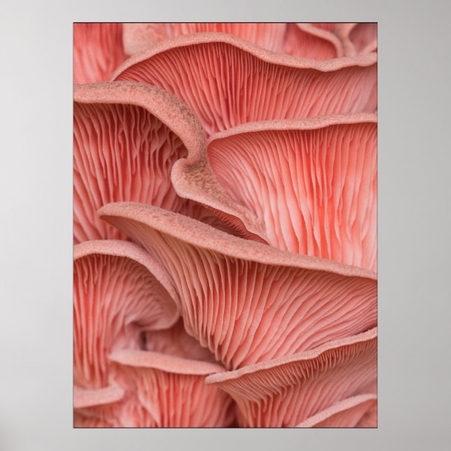 pink pleuroses poster (Front)